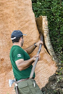 Cork Bark Harvesting